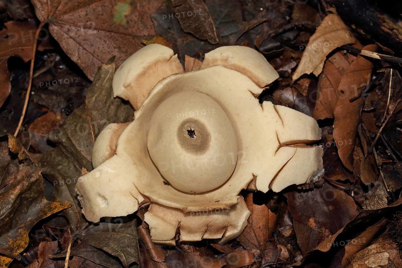 Ruffed Earth Star