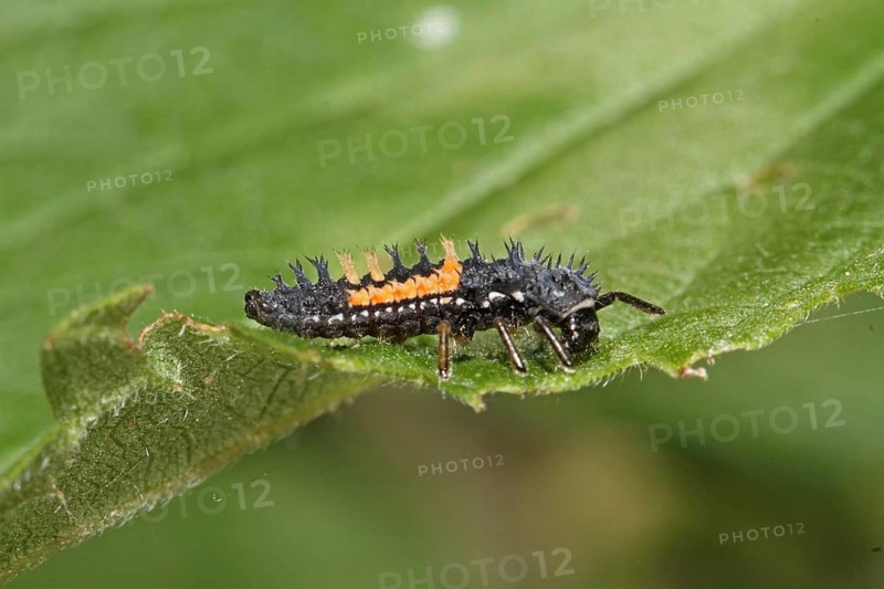 Asian ladybird