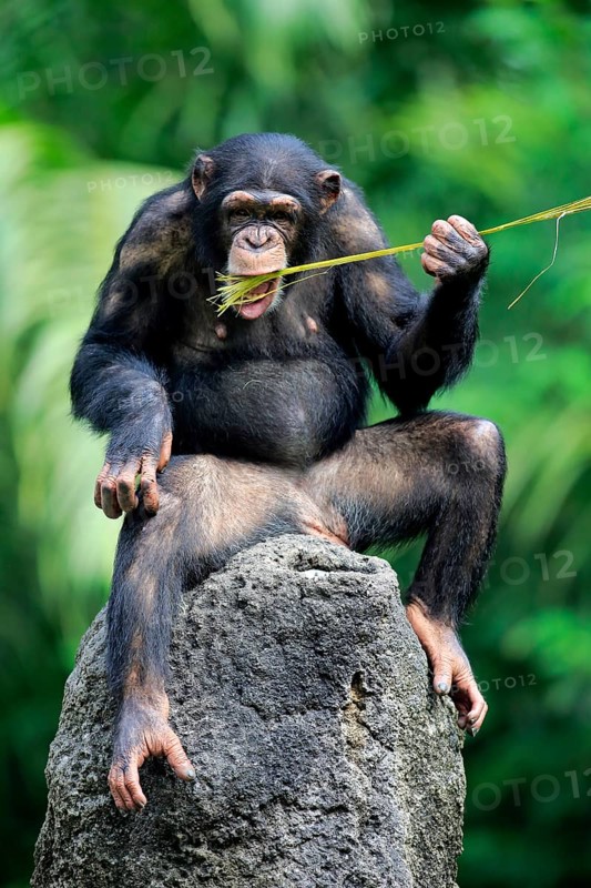 Chimpanzee
