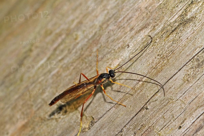 Sickle wasp