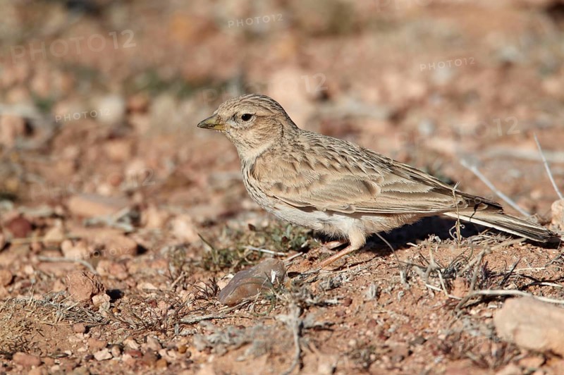 Small lesser short-toed lark