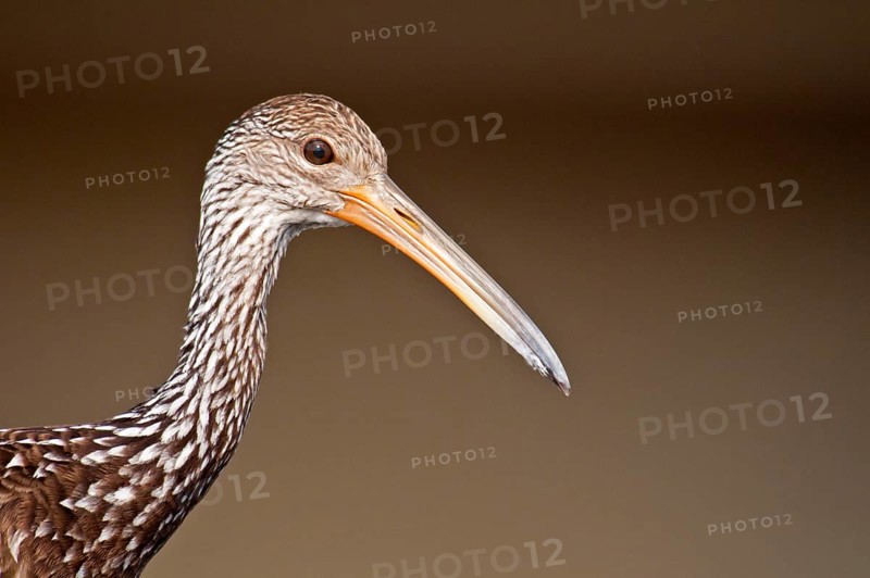 Limpkin