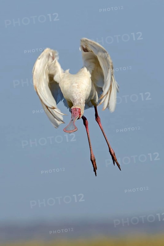 African Spoonbill