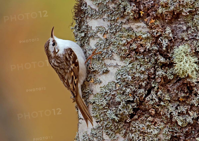 Eurasian treecreeper