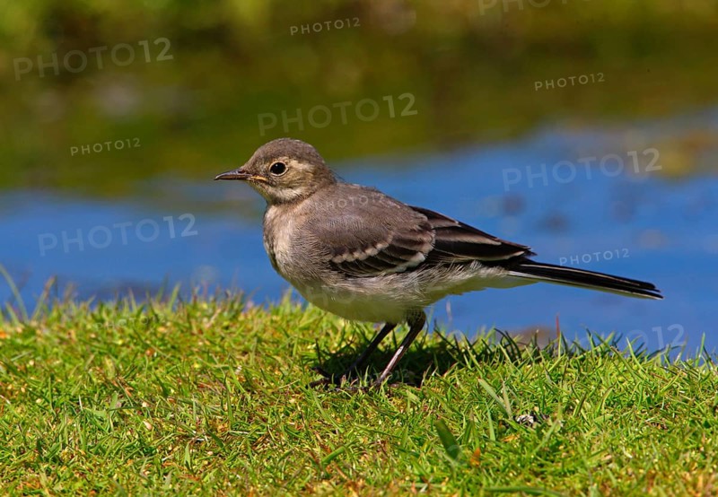 Pied Wagtail