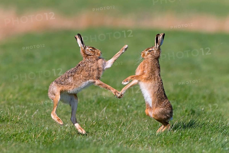 European Hare