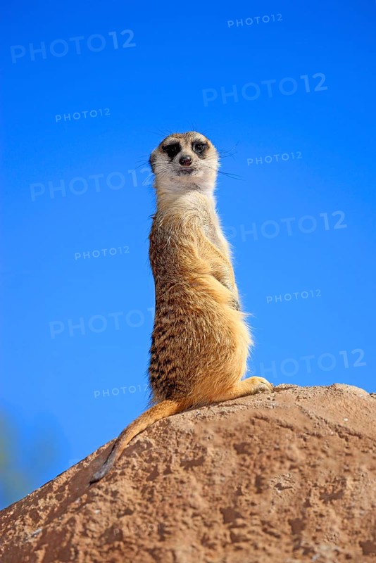 Meerkat