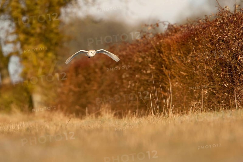 Barn Owl