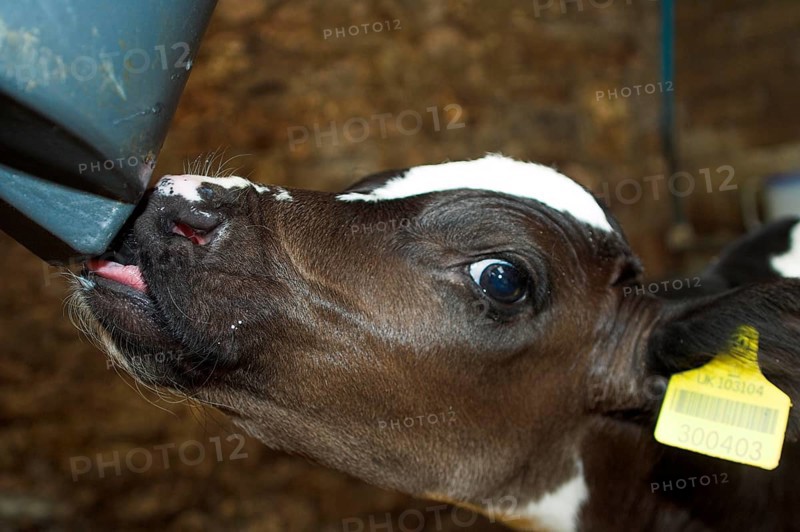 Domestic cattle