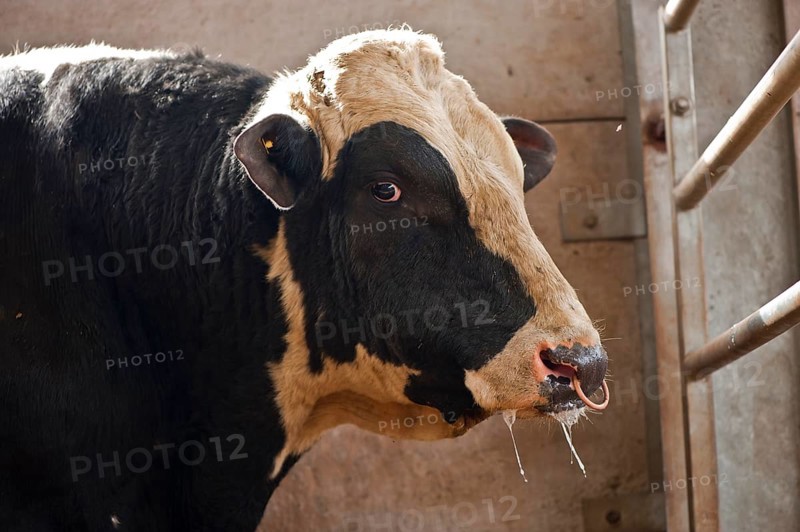 Domestic cattle
