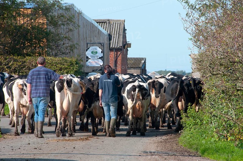 Domestic Cattle