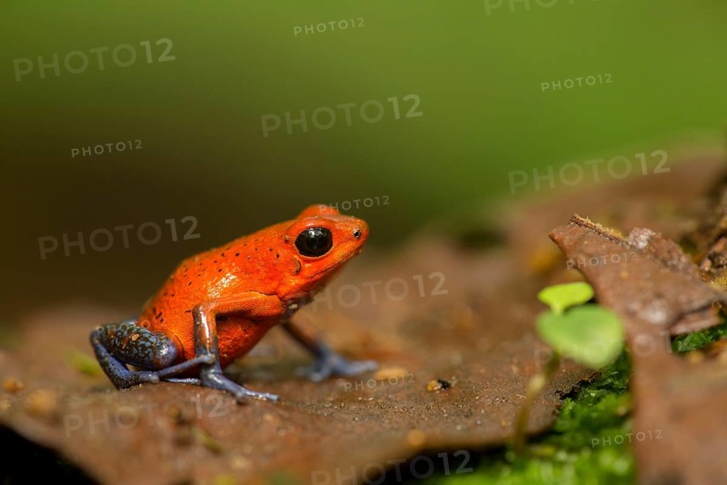 Strawberry Poison Dart Frog