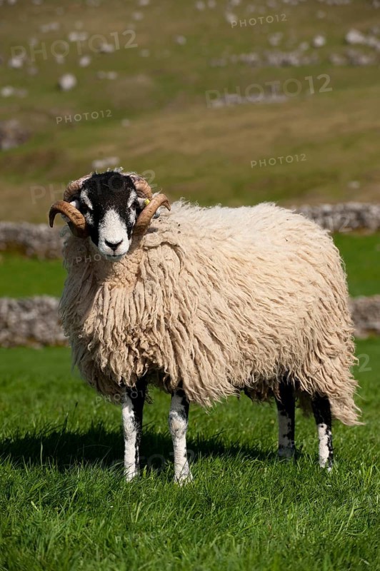 Domestic Sheep