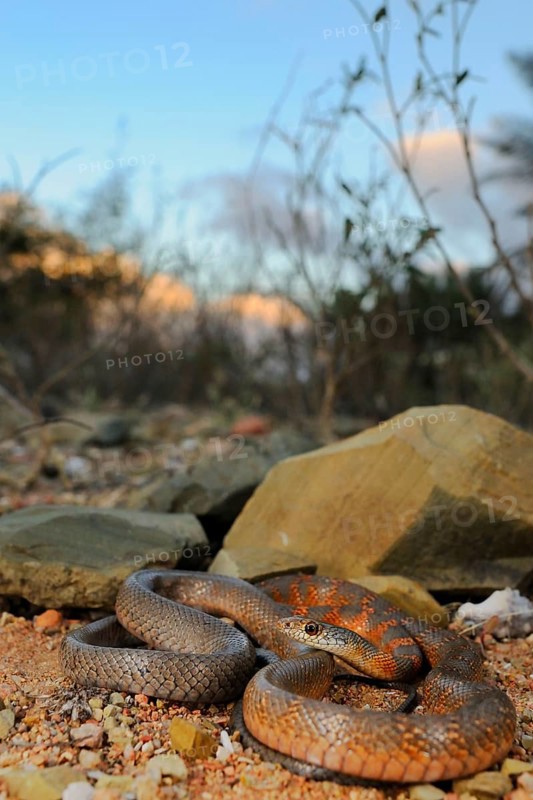 Zamenis socotrae