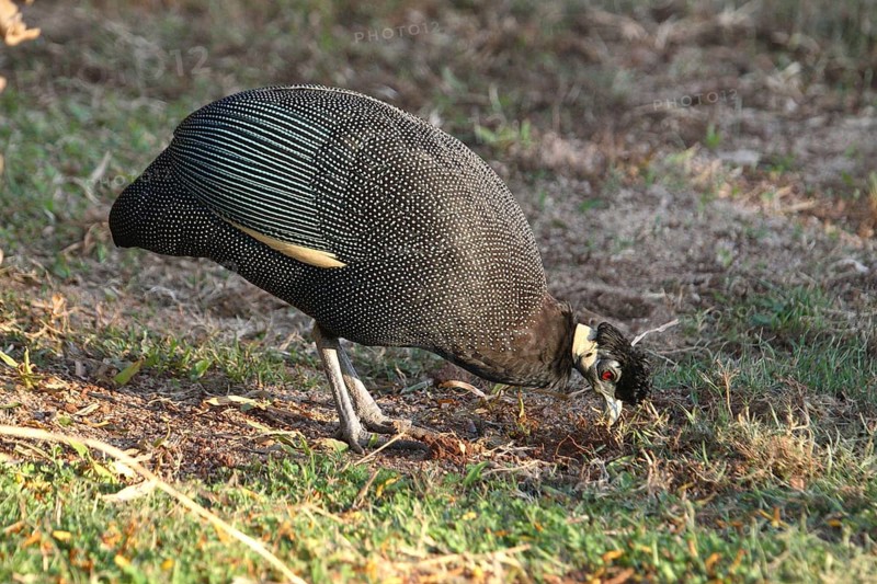Guttera edouardi