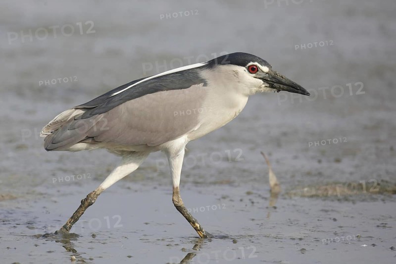 Black-crowned Night-heron