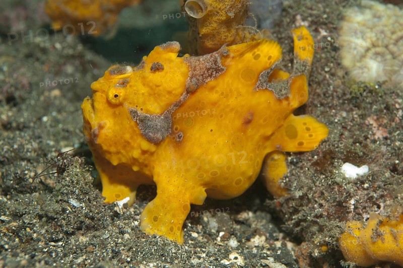 Round spotted frogfish