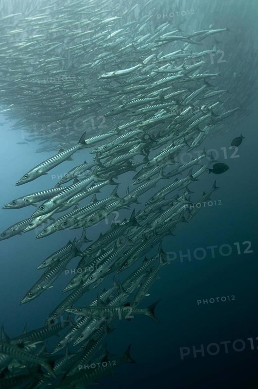 Darkfin Barracuda