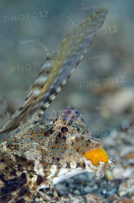 Kuiter's Dragonet