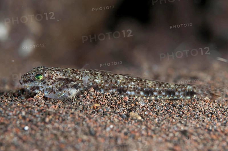 Reticulate Sandgoby