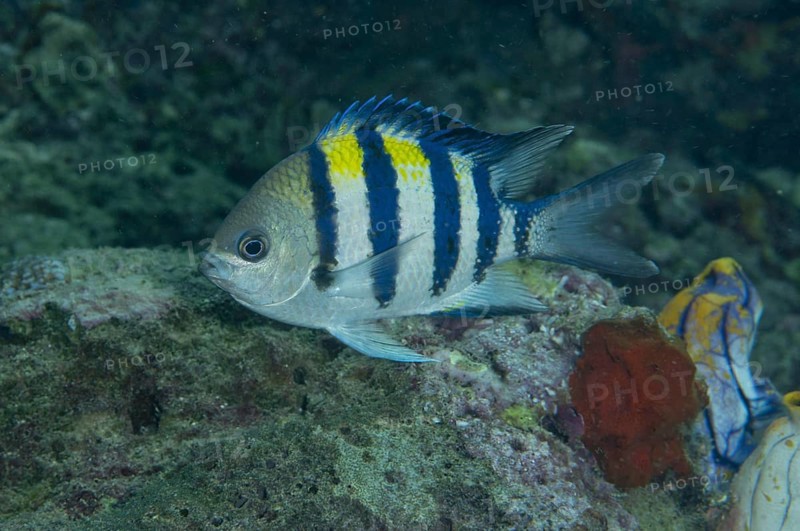 Indo-Pacific Sergeant