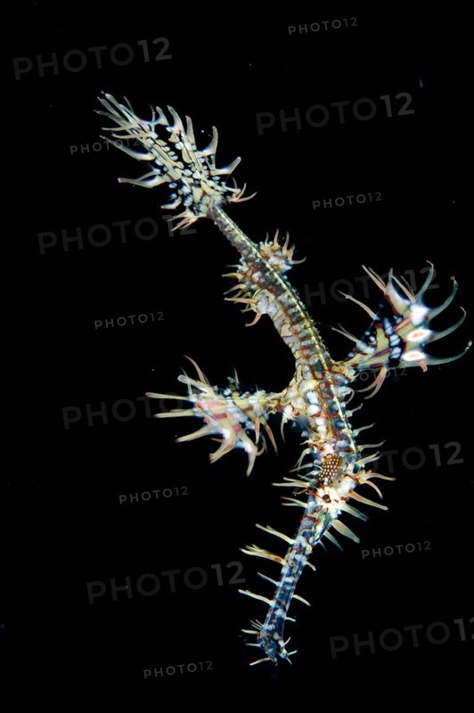 Ornate ghost pipefishes
