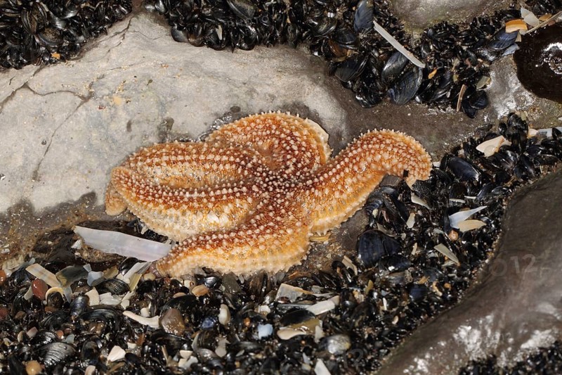 Asterias vulgaris