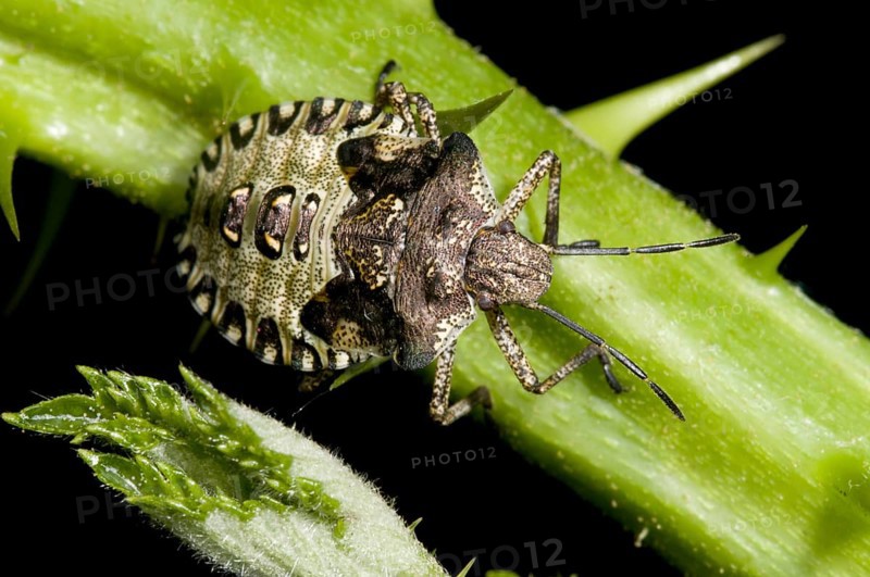 Red-legged tree bug