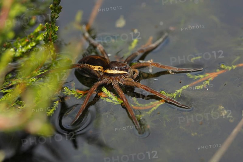 Raft Spider