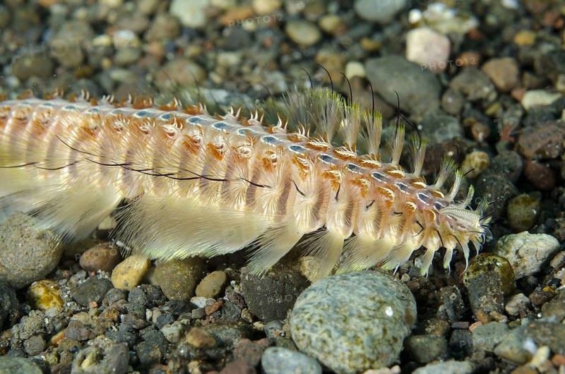 Golden golden fireworm