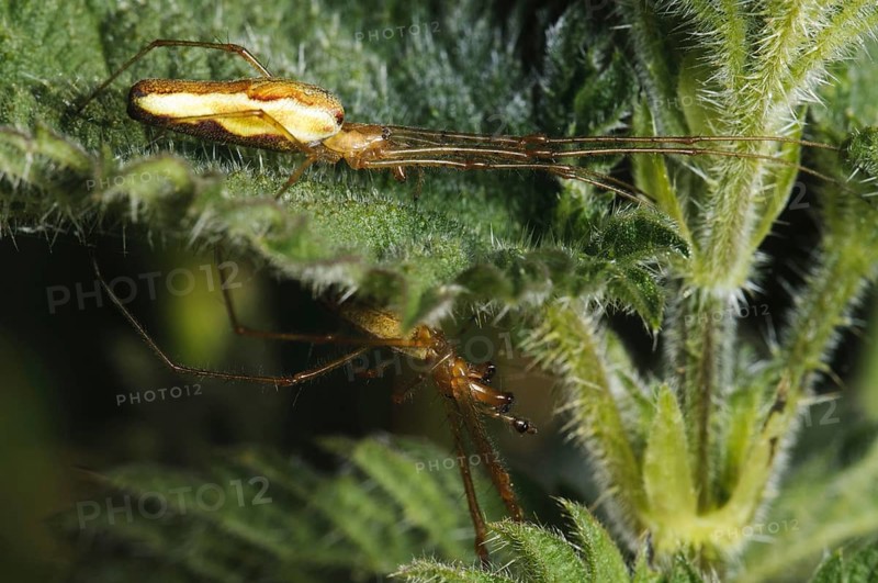 Common Stretch Spider