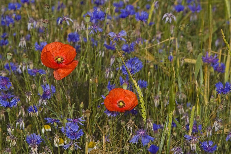 Corn Poppy