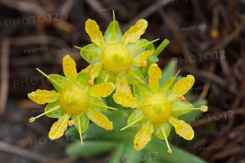 Saxifrage