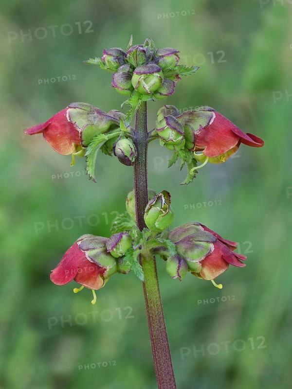 Three-leaved Brownroot