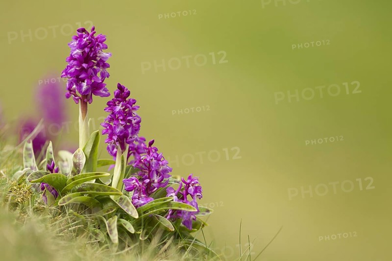 Early Purple Orchid