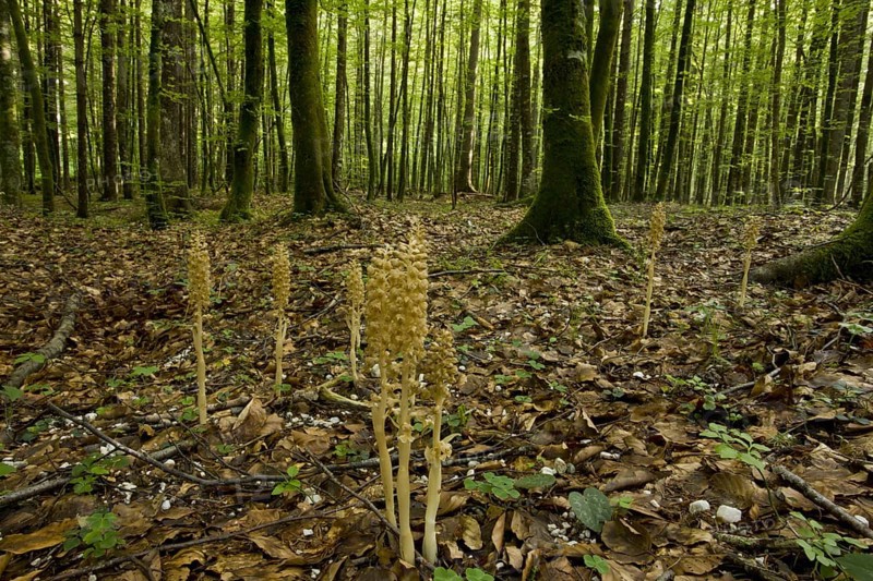 Flowering bird's-nest orchid
