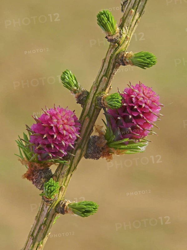 European larch