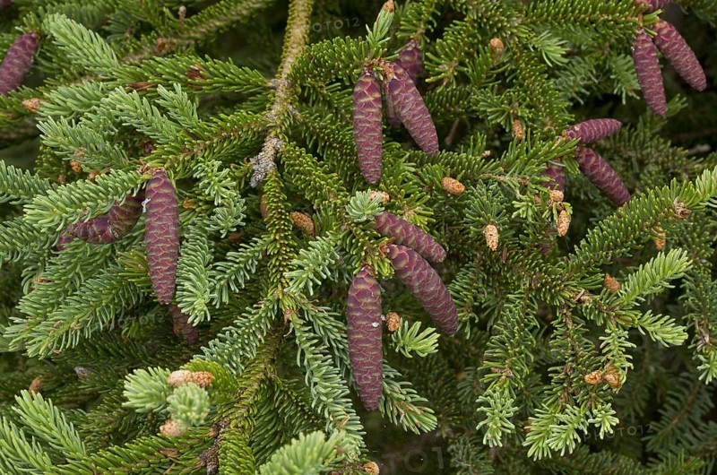White cat spruce