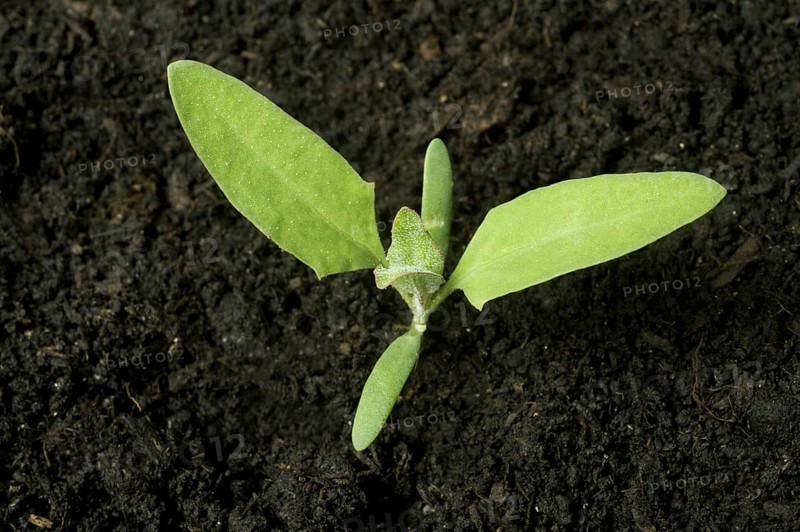 A seedling plant of common orache