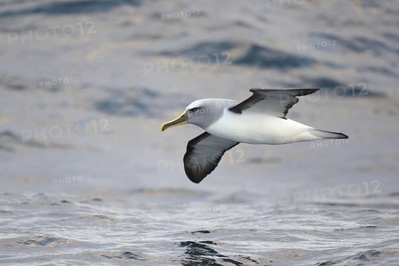 Adult buller's albatross