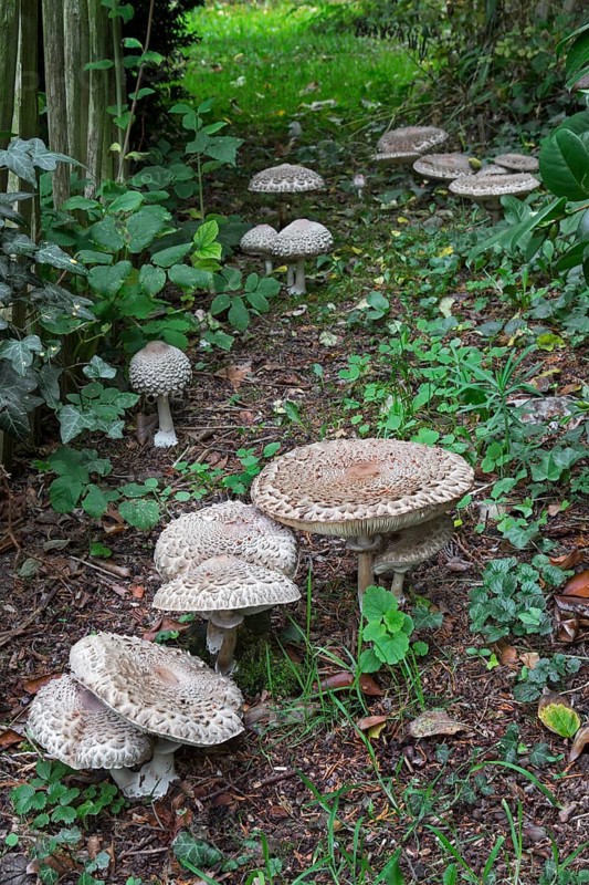 Parasol mushrooms