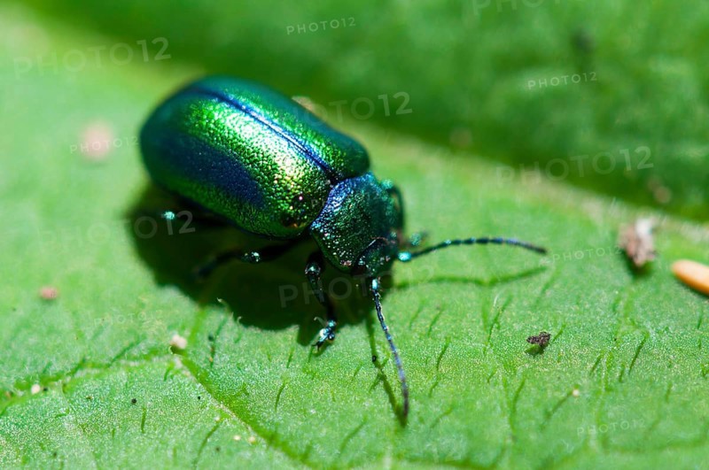 Alpine leaf beetle