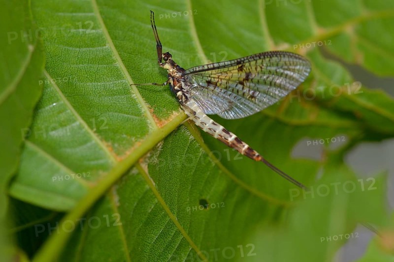 Danish mayfly