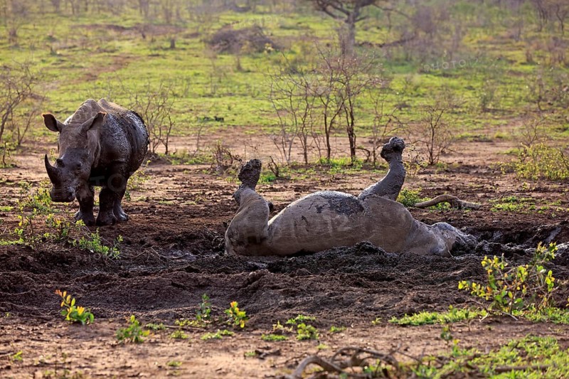 White rhinoceroses