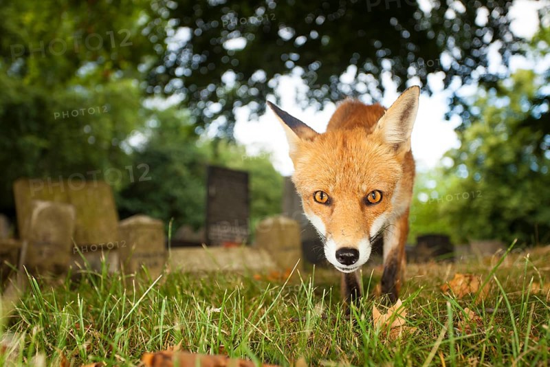 European Red Fox