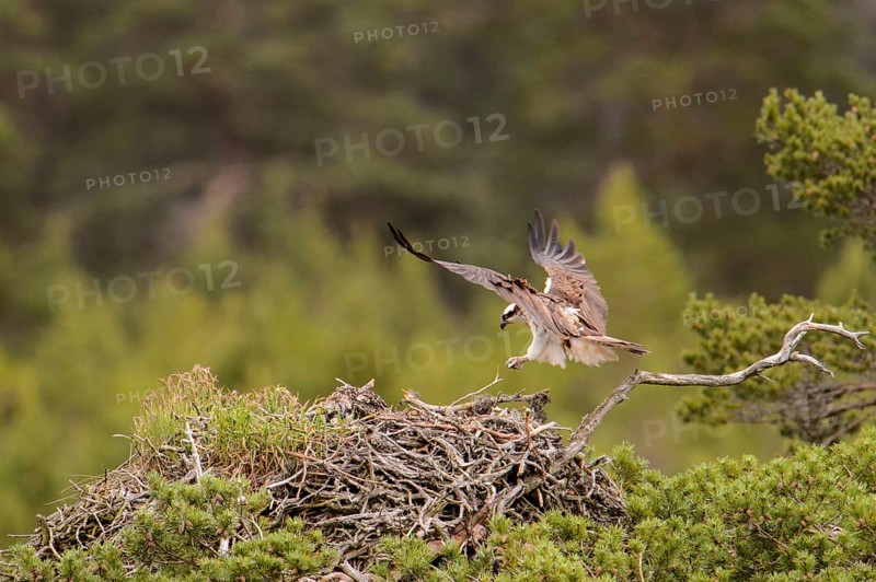 Western osprey