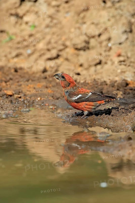 Two-barred crossbill