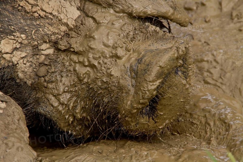 Big Black Pig in Mud Shoal