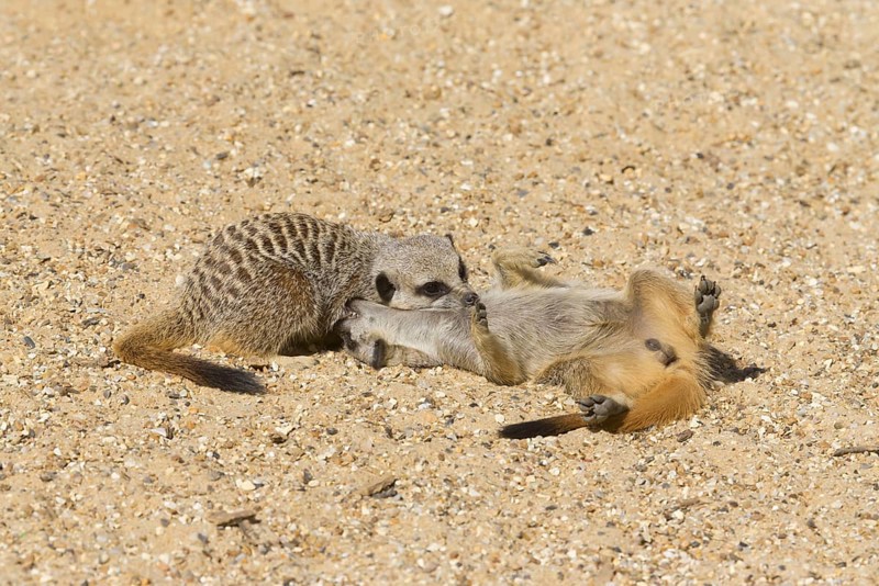 Meerkats