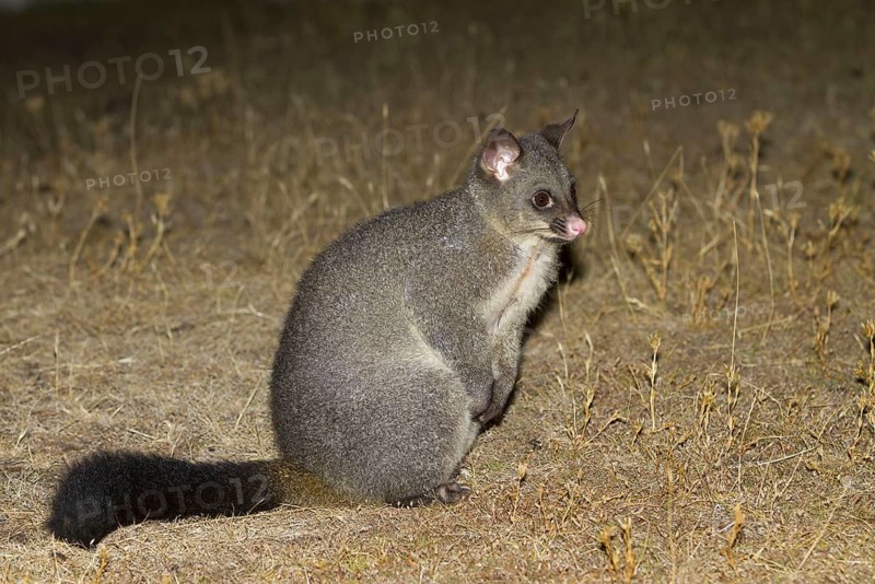 Common common brushtail possum